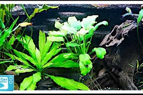Beginners Guide to Aquatic Plants: How to Keep Plants in Your Fish Tank