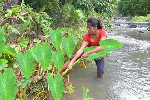Survival skills solo in forest - Taro tubers for food survival in jungle