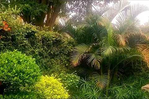 Beautiful garden overview|landscape ideas| Explore your hobbies!!!