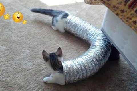 Funniest Cats 😹 - Cats Are Hilariously Clumsy 😂 - Funny Cats Life