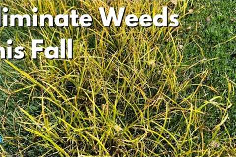 No Weeds this Fall - Golf Course Lawn - [Ron Henry LIVE]