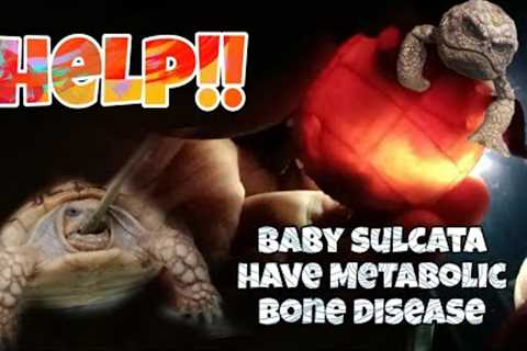 What to do? Baby sulcata have Metabolic Bone Disease, Assist feeding!