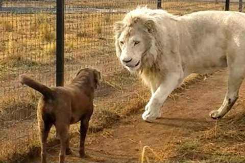 Unlikely Animal Friendships You'll See For the First Time...