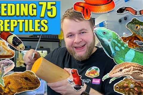 FEEDING ALL 75 OF MY PETS!!