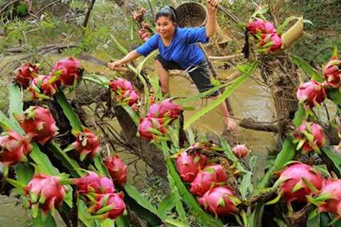 Survival skills Natural: A woman Finding Dragon fruit  for eating At river - Her village