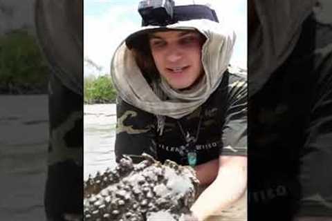 The Most VENOMOUS Fish in the World! ?? #shorts