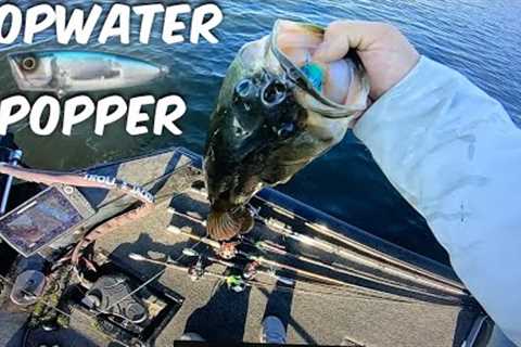 California Delta Bass Fishing.(TOP WATER FUN)