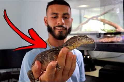 Extreme RARE Reptile Collection *INSANE*