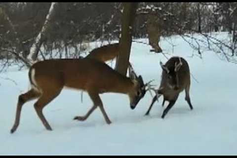 2021 Trail Cam Videos Vol 1