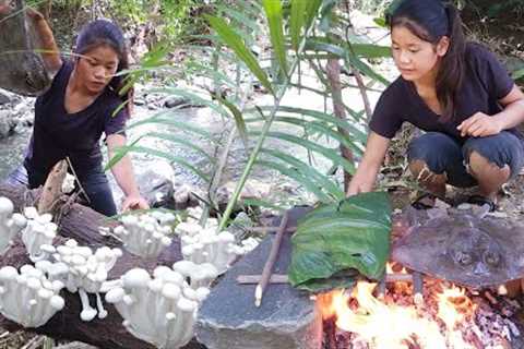 Survival in forest: Pick mushroom plant to grilled with Stingray and Chili sauce Eating in jungle