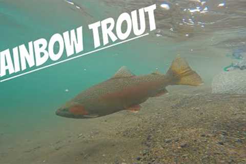 FLY FISHING for RAINBOW Trout in WINTER / 4K! [New Zealand]