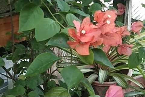 Plants Reduce Stress