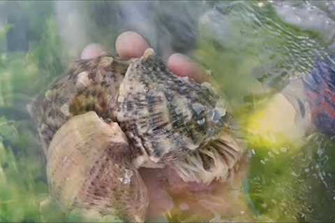 Fisherman catches crabs,  conchs and clams, Coastal foraging, Catching seafood, Catch the sea