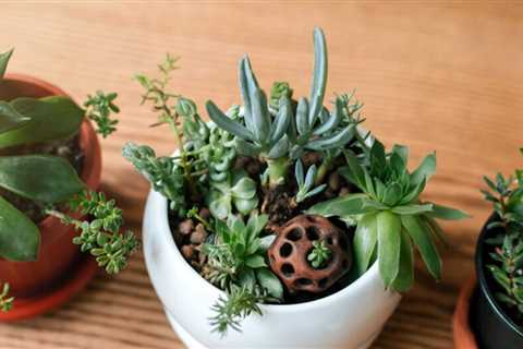 How To Take Care of Succulents