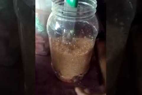ffj fermented fruit juice gawa tayo
