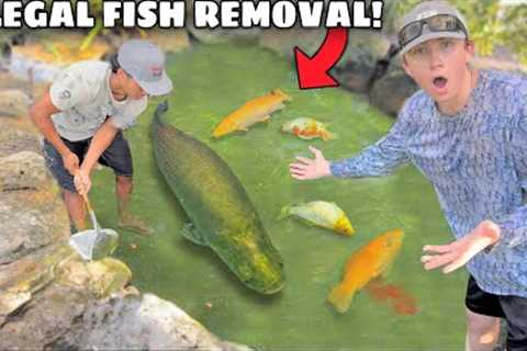 ILLEGAL FISH Invaded My POND &amp; ATE The FISH!