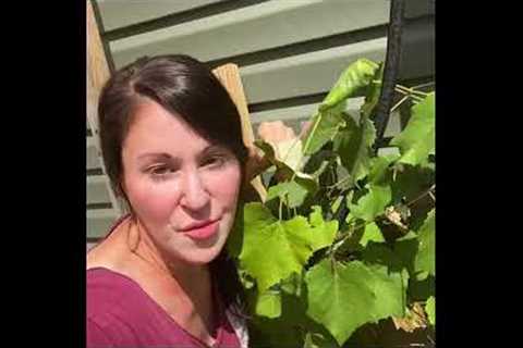 Clips that aren’t going to make it into my next YouTube video #gardening #homestead #vlog