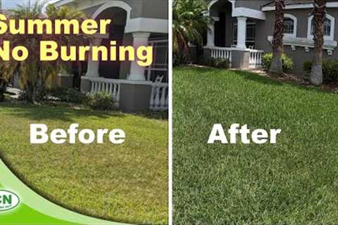 How To Get A Green Lawn In Summer Without Burning It | No Burned Lawn