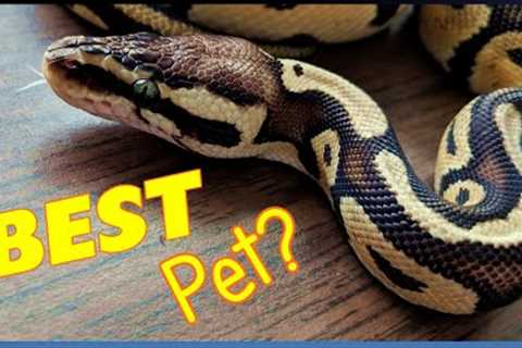 12 Reasons Why Snakes Make FANTASTIC Pets