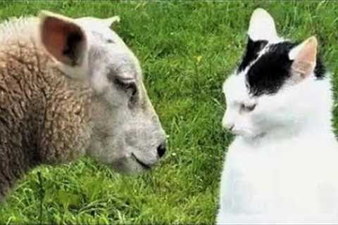 Funniest Cats And Dogs Videos 😺😍#45