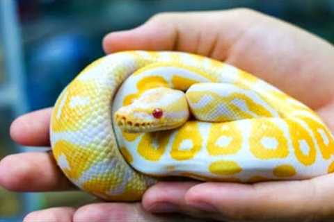 Easiest Pet Snake | Top 5 Friendliest Pet Snakes | The Best Pet Snakes for Beginners | Top 10 Snacks