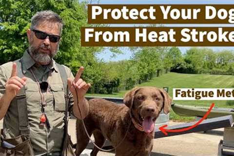 Protect Your Dog From Heat Stroke | Pro Dog Training Tips From Uncle Stonnie