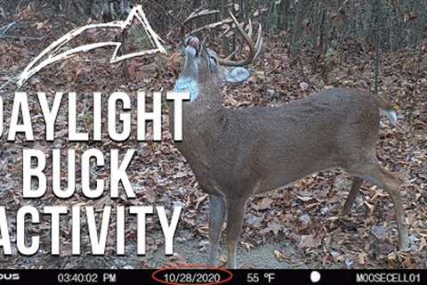 150+ Trail Camera Study Across 100,000 Acres in PA - Steve Sherk