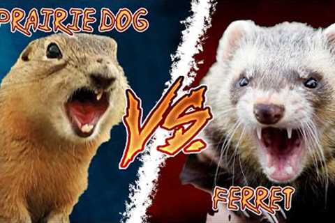 I Rescued Two Unlikely Animal Friends and Destroyed their Friendship!!!