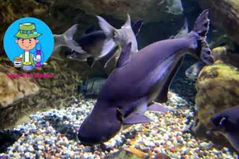 Top 19 Freshwater Aquarium Sharks Specie- For Fish Keepers