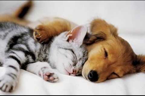 Top 10 Cats and Dogs best friends