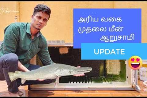 Cleaning oru monster fish fridge tank 🥵|alligator gar update 🔥|fishing|catfish|shark|tamil ❤️