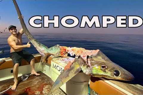 Something ate our MONSTER from the DEEP!!