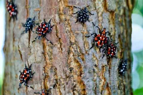 If You Find a Spotted Lanternfly in Your Yard, This Is What to Do