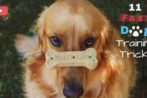 11 Fast Dog Training Tricks