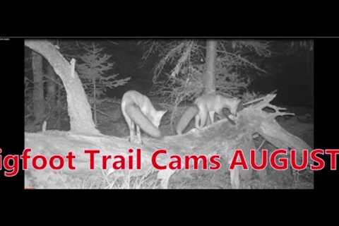 My Bigfoot Story Ep. 78  - Bigfoot Trail Cams August