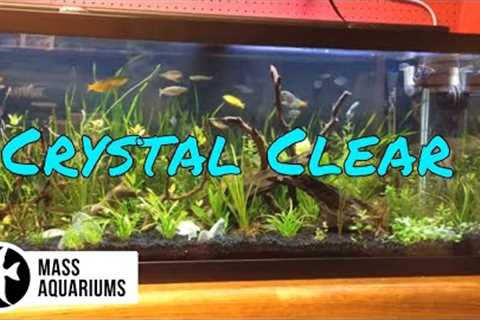 How to Keep CRYSTAL CLEAR water in your AQUARIUM/ Clean Fish Tank Water