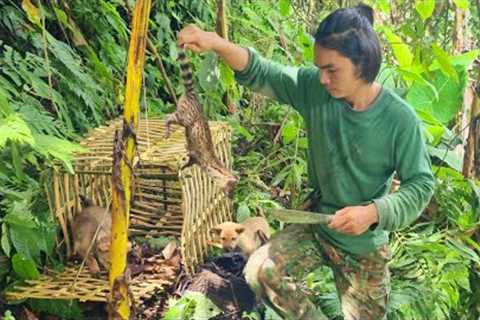 Spotted civet eats fruit, makes some primitive traps, leaves the trap, survival alone