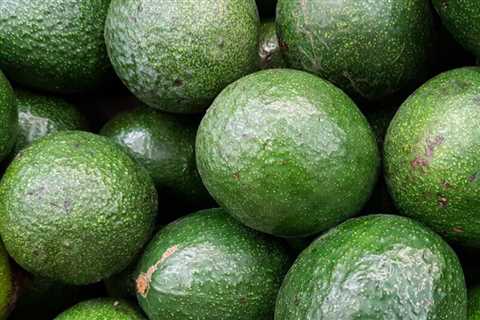 How To Grow an Avocado Tree