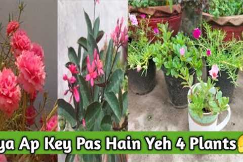 4 Easy To Grow Summer plants |Less Care Flowering Plants|Flowering Plants in Small Pots