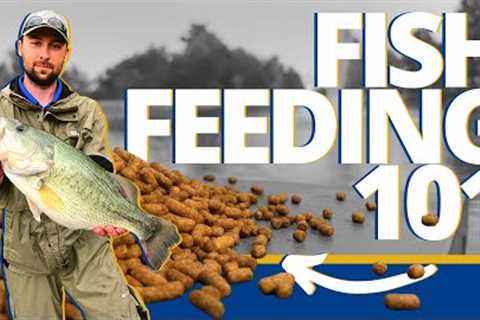 Everything To Know About Feeding Fish In Your Pond - Pond &amp; Lake Management Tutorial