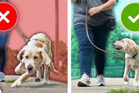 STOP Your Dog From Pulling On Leash With This STRANGE Game