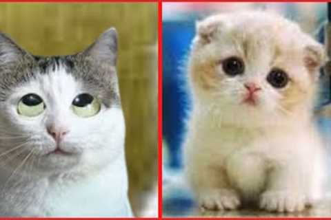 Why Watch Cat Video? Baby Cats - Cute and Funny Cat Videos Compilation