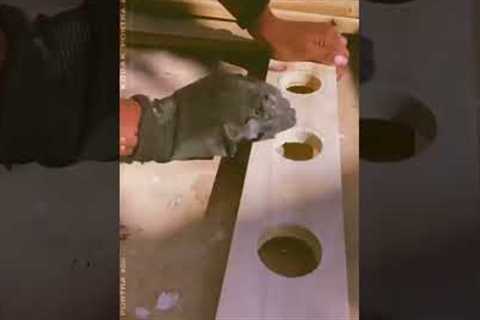 Scrap wood DIY projects #shorts
