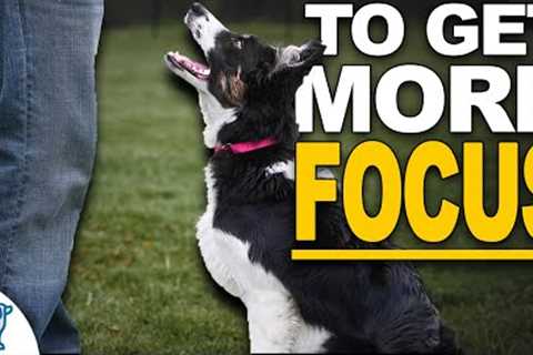 Is Your Dog Easily Distracted? These 5 Tips Will Change EVERYTHING