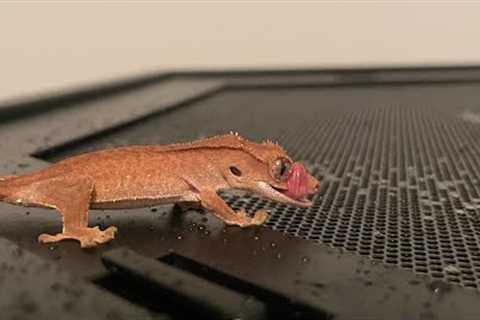 ALL you need to know to care for your Crested Gecko in LESS THAN 10 MINUTES!