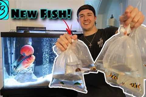 Freshwater Aquarium SHOPPING SPREE!