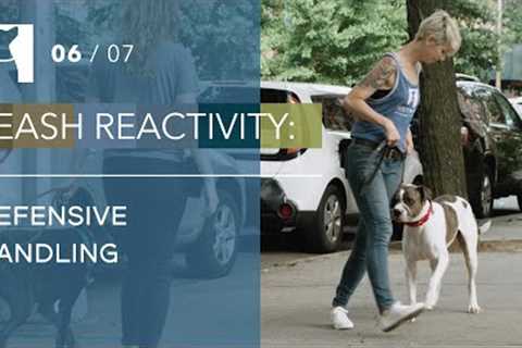 Dog Training Tips: 3 Defensive Handling Maneuvers for Leash Reactive Dogs (6/7)