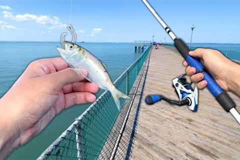 I TOSSED a LIVE BAITFISH off the Pier and Caught THIS! (Saltwater Fishing)