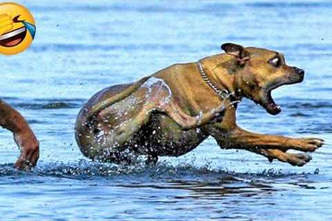 Funny Animal Videos 2022 😂 - Best Dogs And Cats Videos 😺😍 #18