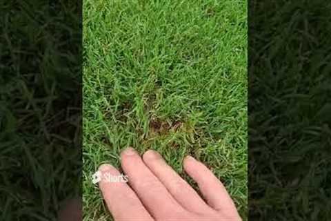 Simple Tip for Keeping Your Lawn Green
